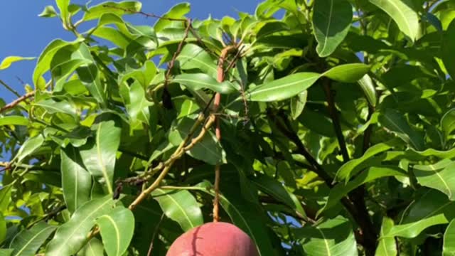 I love seeing our little Jenny Mango Tree bears fruit ðŸ¥