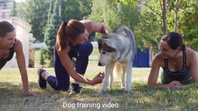 Dog training videos animal American