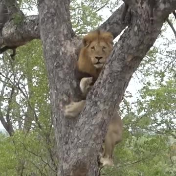 Notably agile Lion collects his snack atop a tree