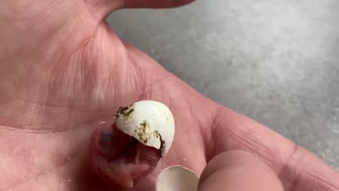 The Smallest Parrot you have ever seen - Tiny egg rescue