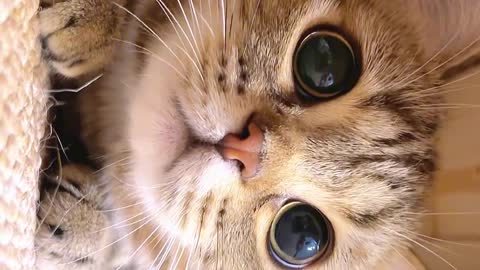 Lovely kittens, like you very much