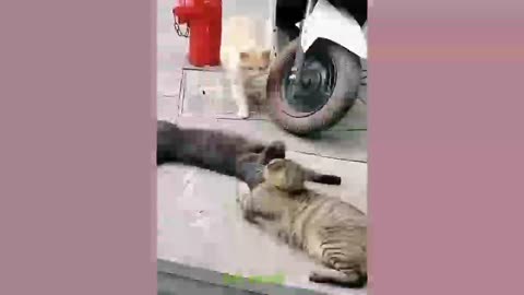 Funny animal videos