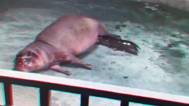 The motionless hippo