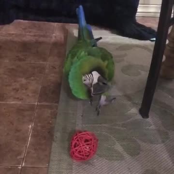 Macaw plays fetch