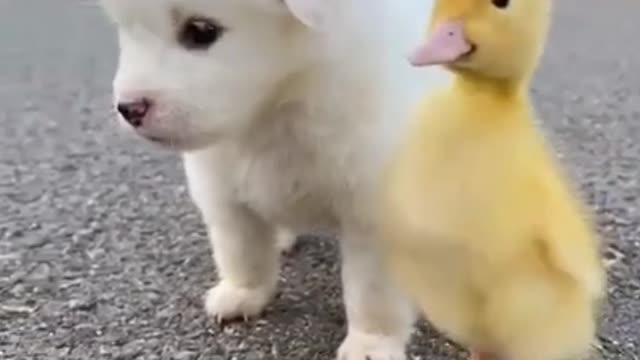 Cute baby animals video