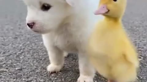 Cute baby animals video