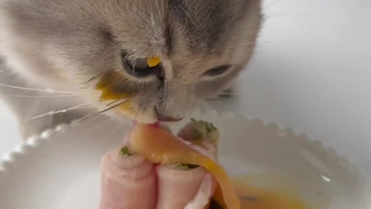 Cat Eating ASMR