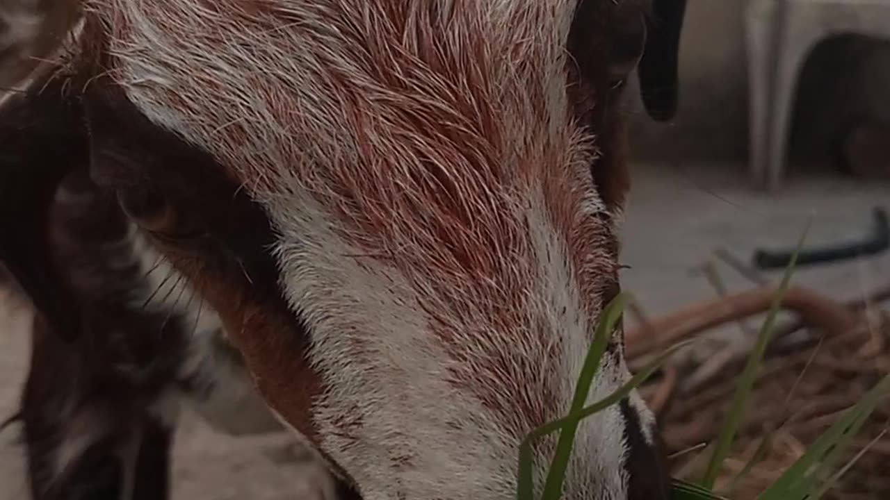 Bake grass