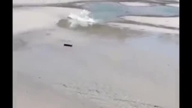 Funny videos | Try not to laugh 😂😂😂