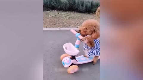 Funniest Animals 😄 New Funny Cats and Dogs Videos 😹🐶