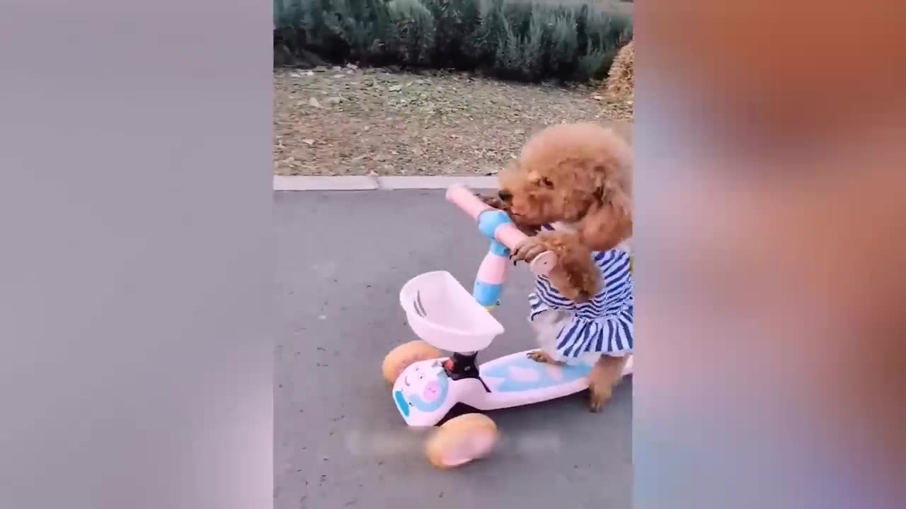 Funniest Animals 😄 New Funny Cats and Dogs Videos 😹🐶