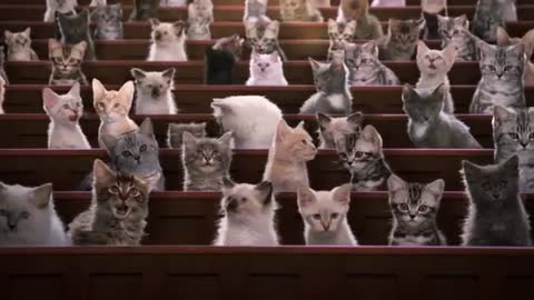 Understanding Kitten Sounds - Meowing, Hissing and Purring _ Kitten Kollege_3