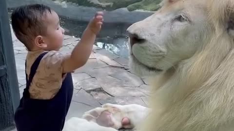 WHITE LION & Cute Baby...