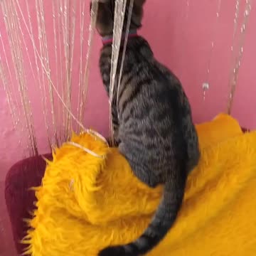 Disco cat part 2 - Nobel fights with strings!