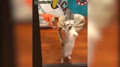 Funny cat video 2