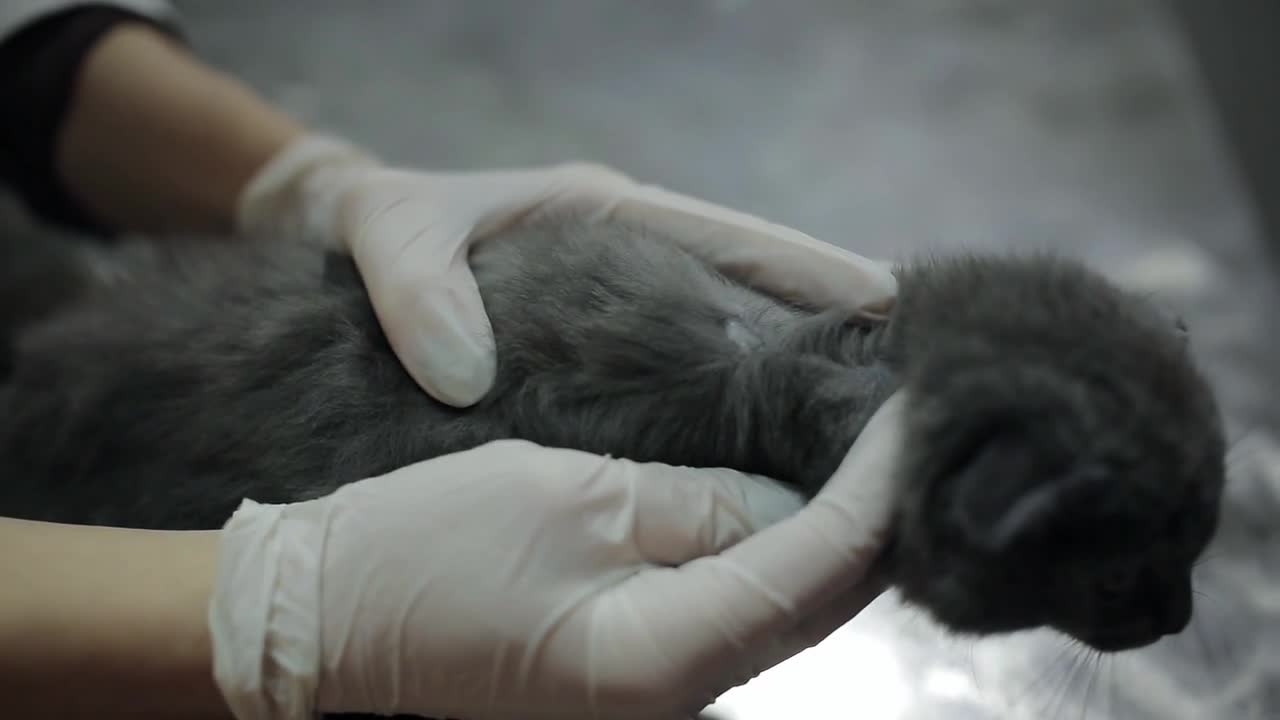 Woman veterinarian examines the area of ringworm in a kitten