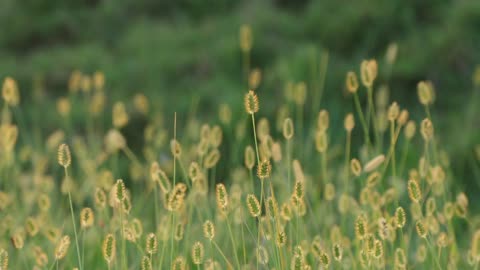 young grass moving with the wind