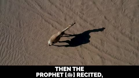 Most Beautiful Story of Prophet Mohammad (SAW)