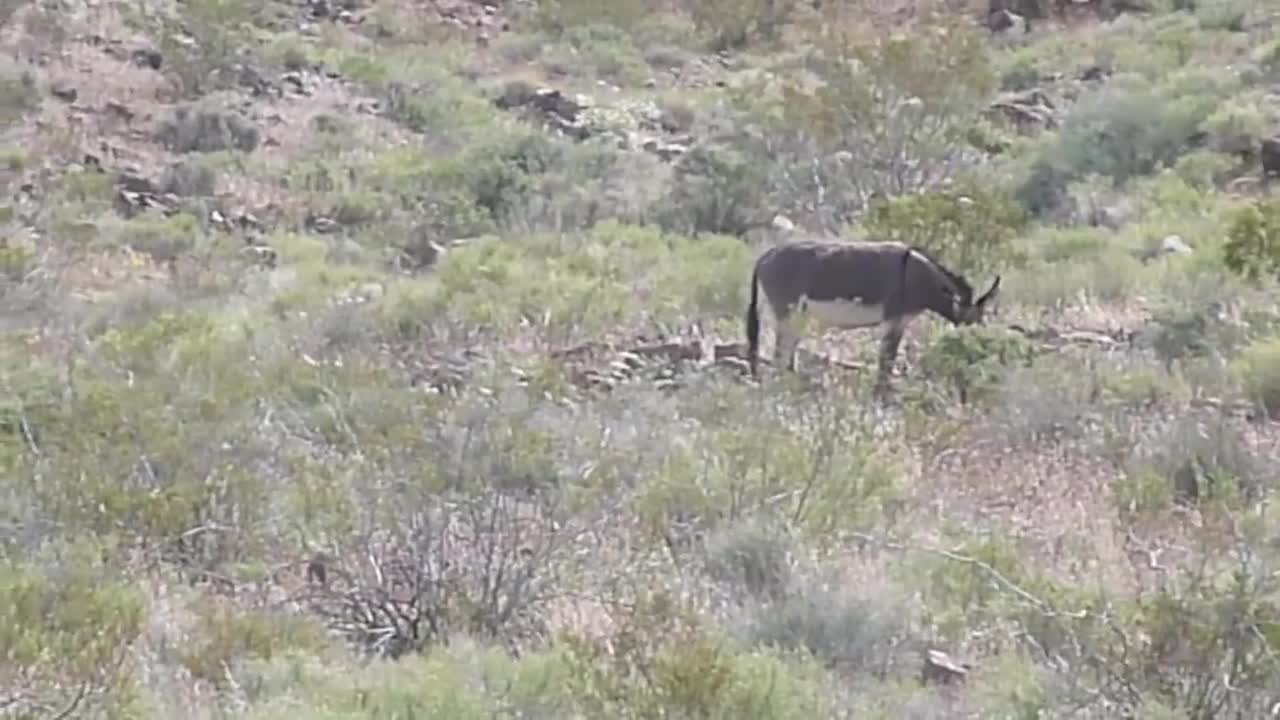 Wild Burros of Death Valley