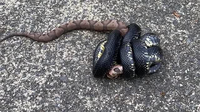 Eastern King Snake Kills Venomous Copperhead in Alabama