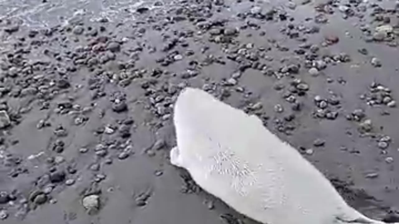 Baby seal don't want people too close for comfort