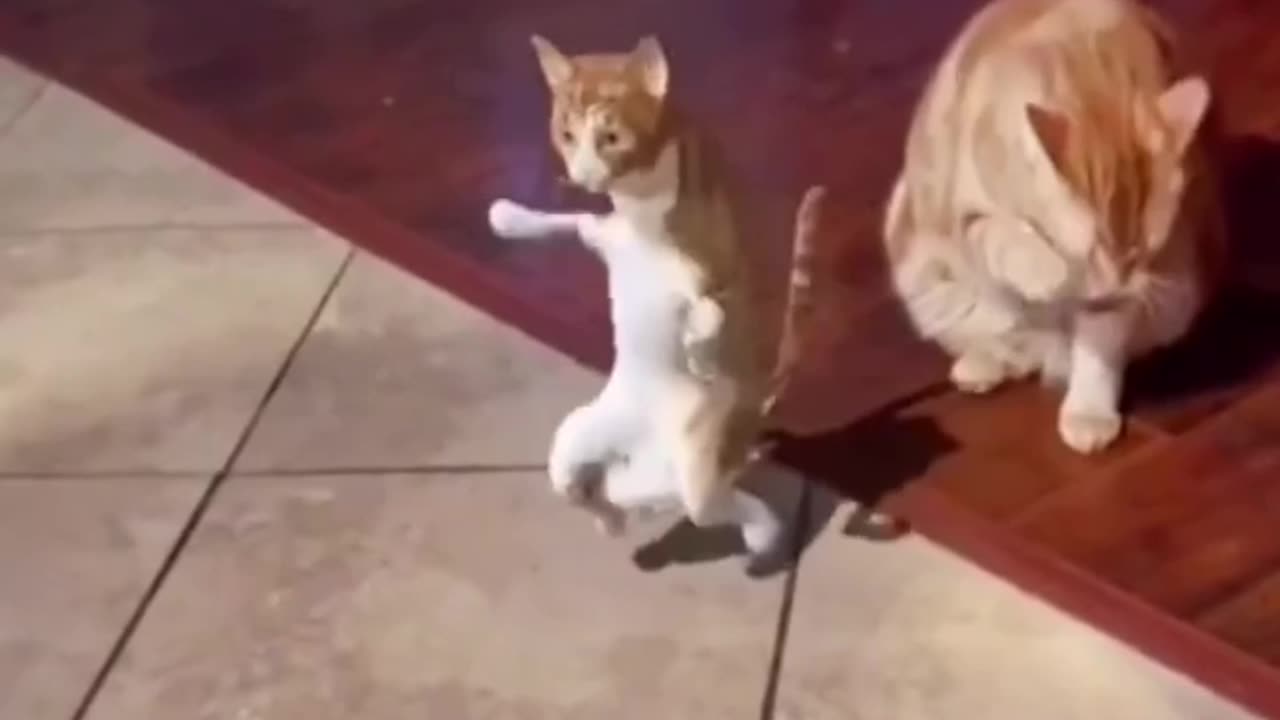 Baby cat dancing with his Mom.😲😁😃