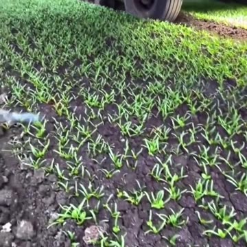 AI-based laser based pesticide & herbicide-Can detect 2300 insects-Bees not a target