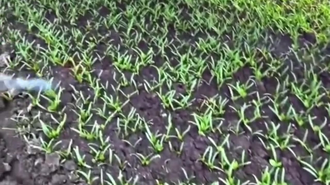 AI-based laser based pesticide & herbicide-Can detect 2300 insects-Bees not a target