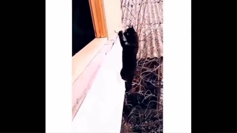 Your a pet lover? Must watch this Vedio