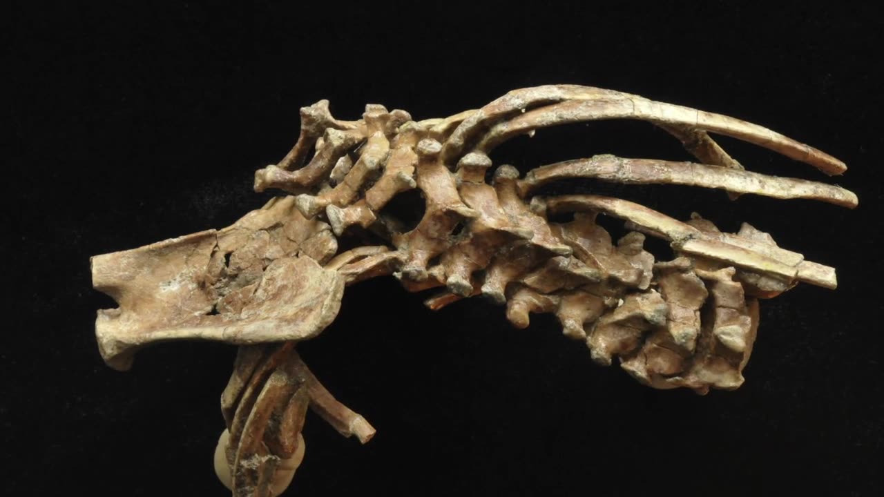 Conoce a Selam, el fósil de 3,3 millones de años de un niño Australopithecus Afarensis