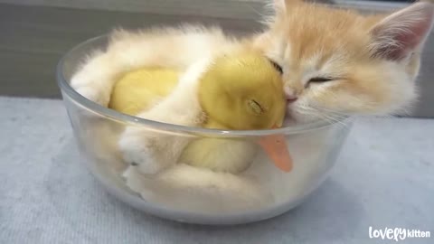 Kitten hugged little duck tightly, because he afraid that she'll leave