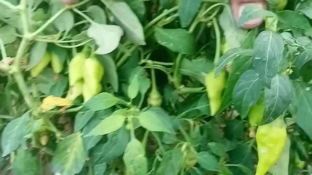 Green chilli