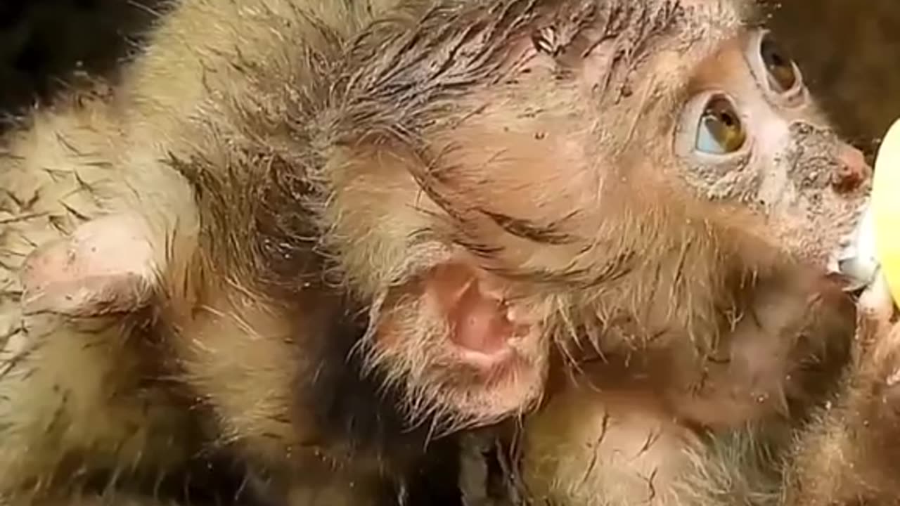 Cute monkey baby 👶