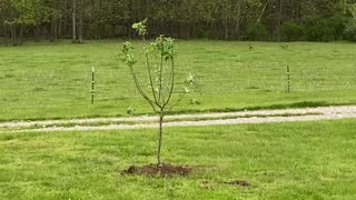 Fruit Trees