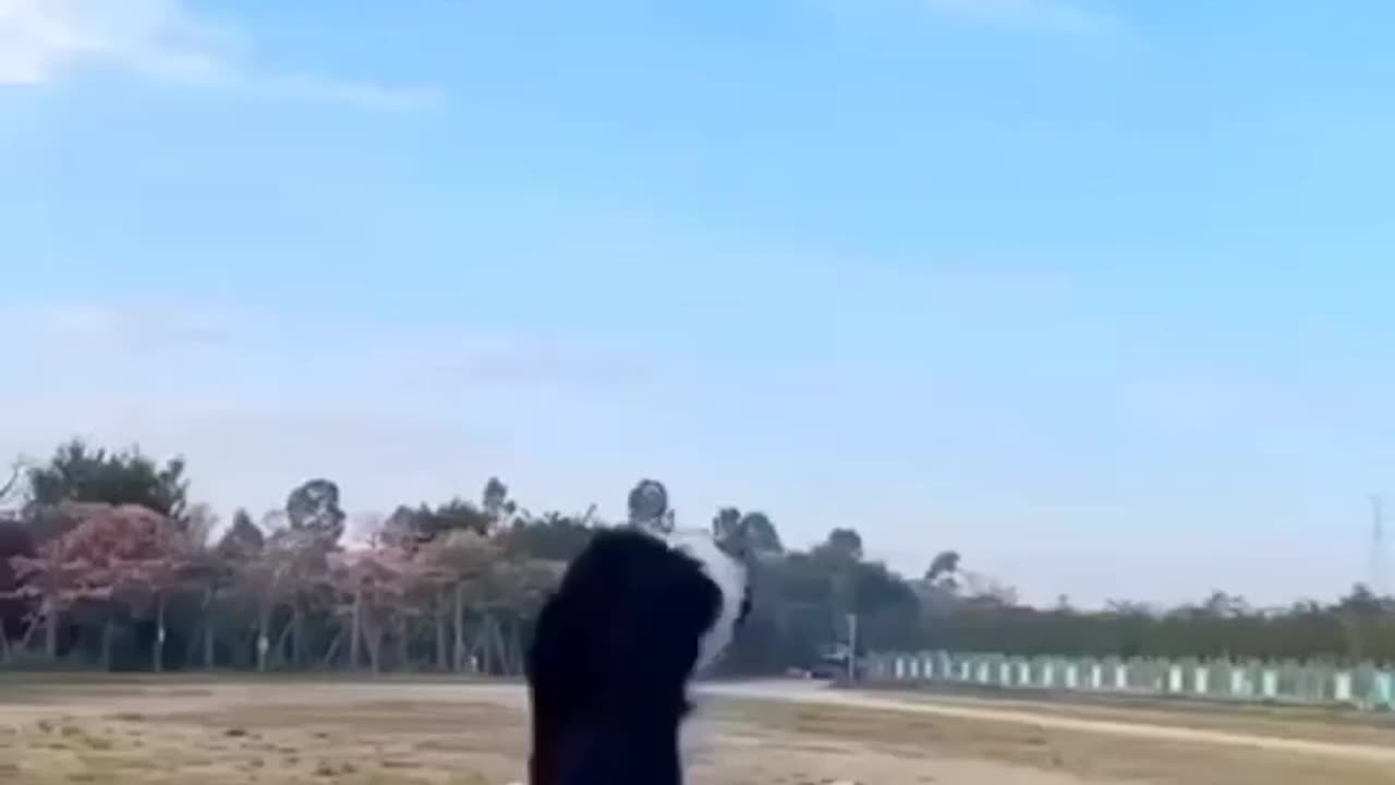Dogs 🐕 enjoyment