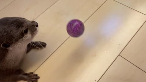 Super otter desperate to catch a super ball