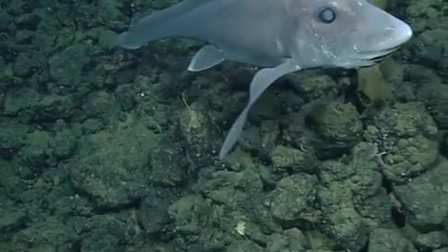 Ghost Shark, aka a Chimaera fish spotted at 2,600 meters (8,530 feet) deep