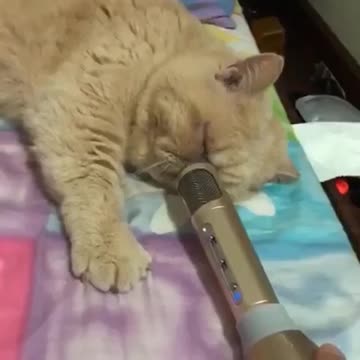 new funniest animal video