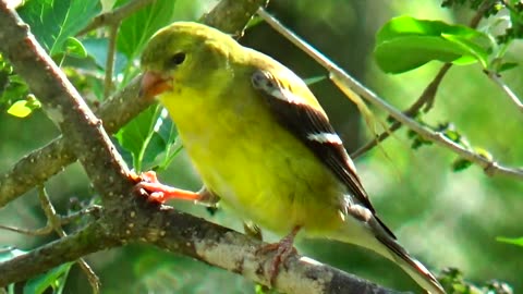 Goldfinch