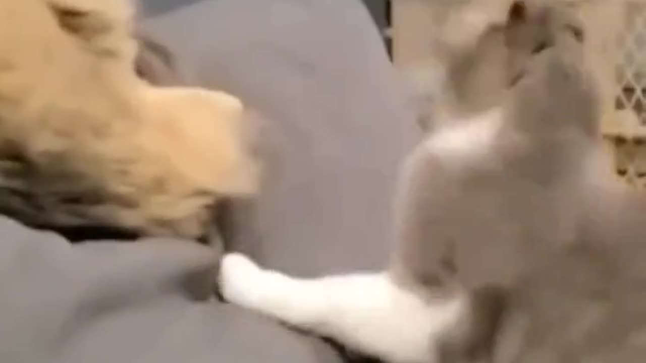 Funny cat videos 2023