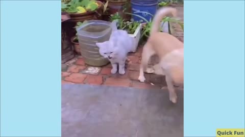 Funny Video Dancing Cats And Dogs