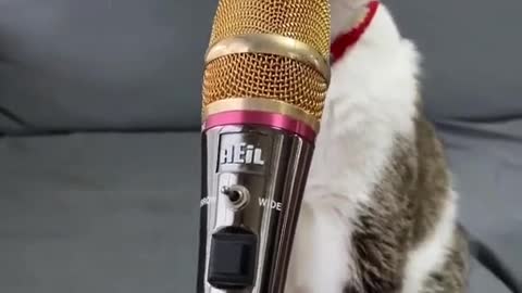 mic🎤 cat funny😂😂 sound 🎶🎶