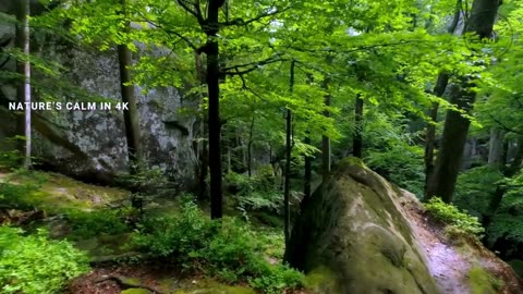 Forest Tranquility: Find Your Calm in Nature