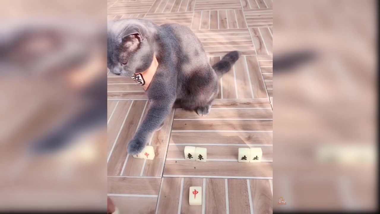Funny Cat and Dog Videos That Will Make Your Day