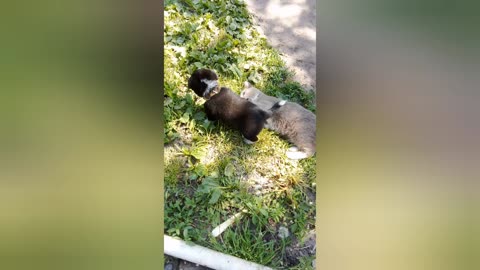 A cheerful dog plays with a cat!