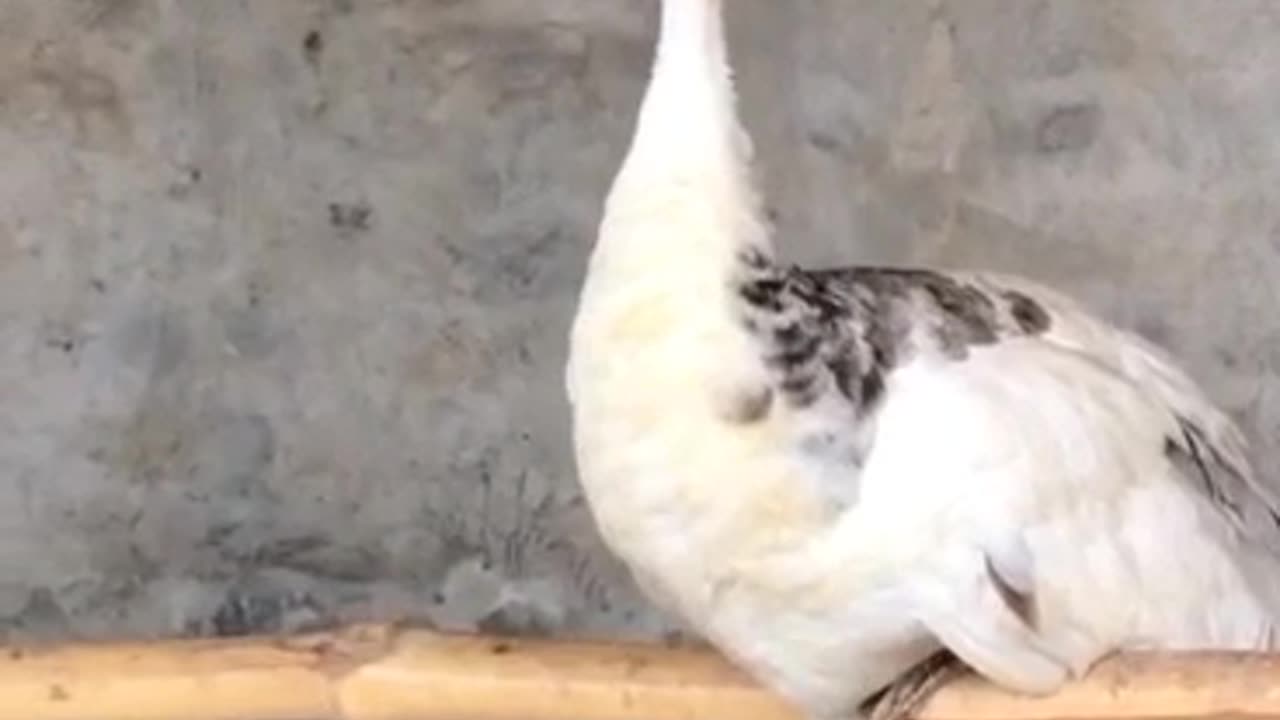 Peacocks