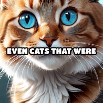 Revolutionizing Cat Health_ Miyazaki's Aim Injection Extends Cat Lifespan to 30 Years! 🐾😺