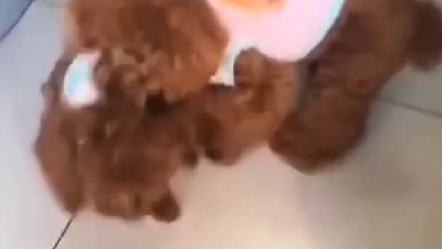 FUNNY DOG