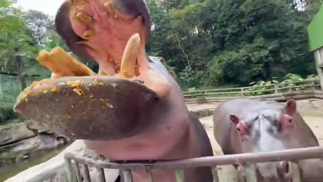 How to eat hippopotamus Instantly #shorts #shortvideo #video #virals #videoviral