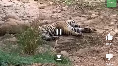 Tiger kill the dog at park